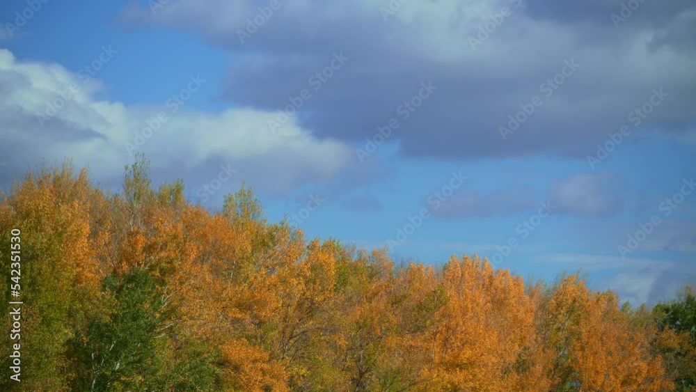 beautiful nature, autumn landscape - tree crowns against the sky, bright sunlight in the forest, yellow autumn color of leaves
beautiful nature, autumn landscape - tree crowns against the sky, bright sunlight in the forest, yellow autumn color of leaves