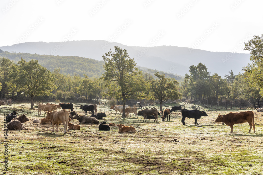 cows grazing in the Sierra de Guadarrama, Madrid, with the first colors of autumn