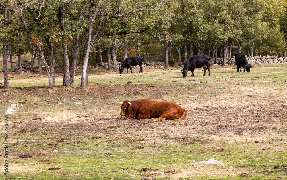 cows grazing in the Sierra de Guadarrama, Madrid, with the first colors of autumn cows grazing in the Sierra de Guadarrama, Madrid, with the first colors of autumn