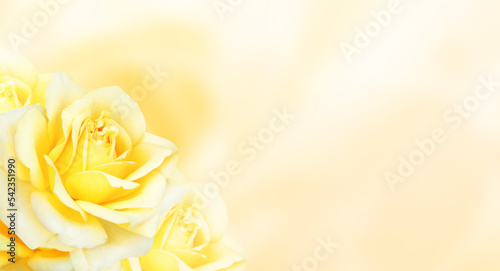 Obraz na plátně Horizontal banner with roses of yellow color on blurred background