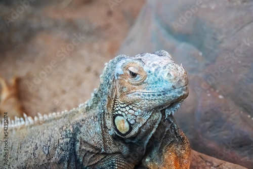 Iguana on a gray stone  closeup portrait