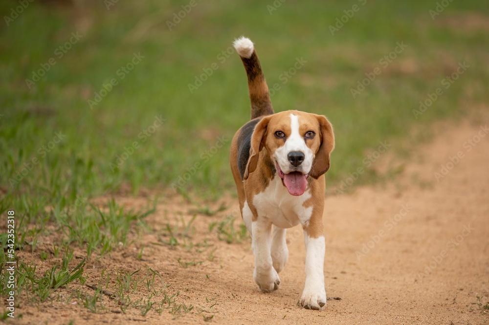 Cute Beagle breed dog walking in the park, close-up