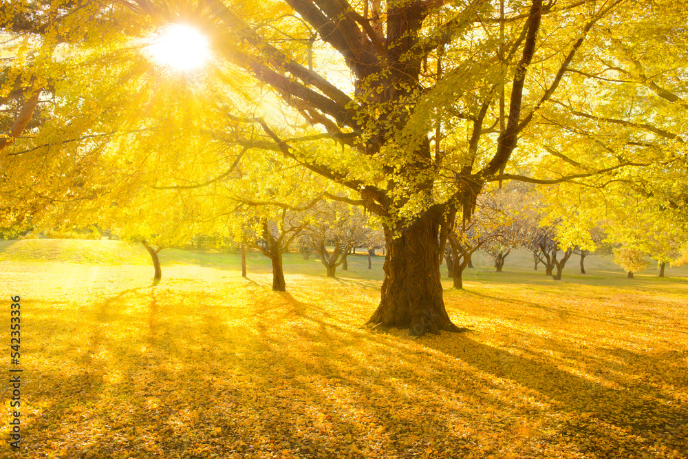 ginkgo leaves in the park