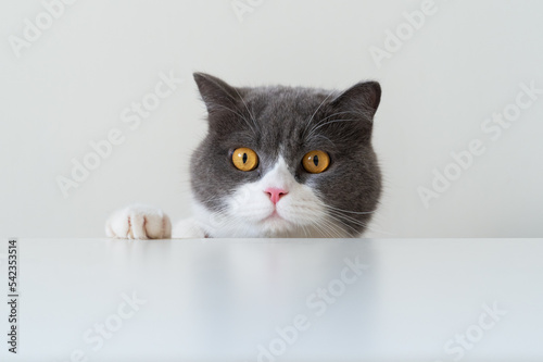 British shorthair cat lying on white table © chendongshan