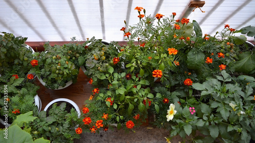 Mixed garden on the balcony. Top view on flowers and vegetables growing in pots. Blooming tagetes and dahlias and tomato plants with ripening tomatoes.