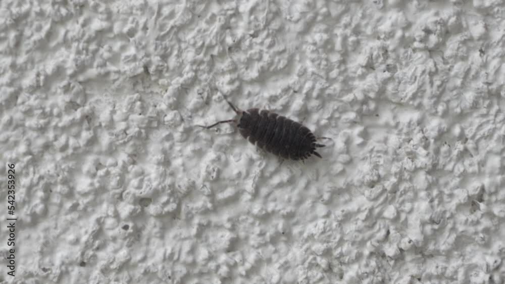woodlice on the wall,a woodlice beetle is crawling on the white wall of the house woodlice on the wall,a woodlice beetle is crawling on the white wall of the house
