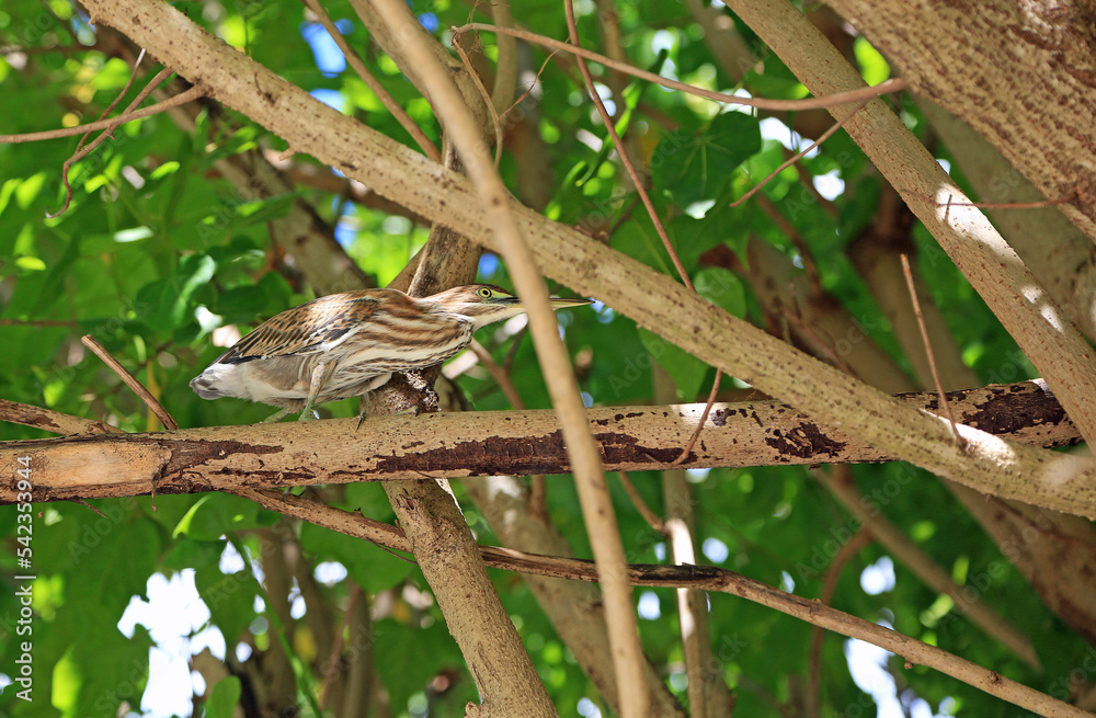 Green heron on the branch - The Bahamas Green heron on the branch - The Bahamas