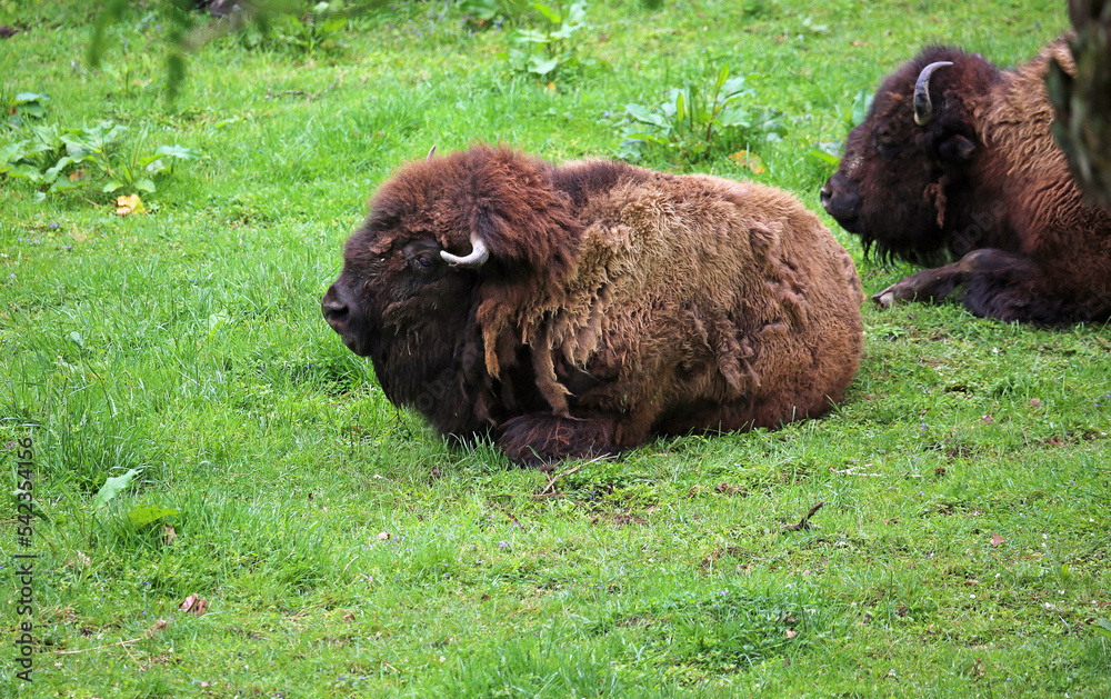 Fototapeta premium Buffalo on green grass - West Virginia