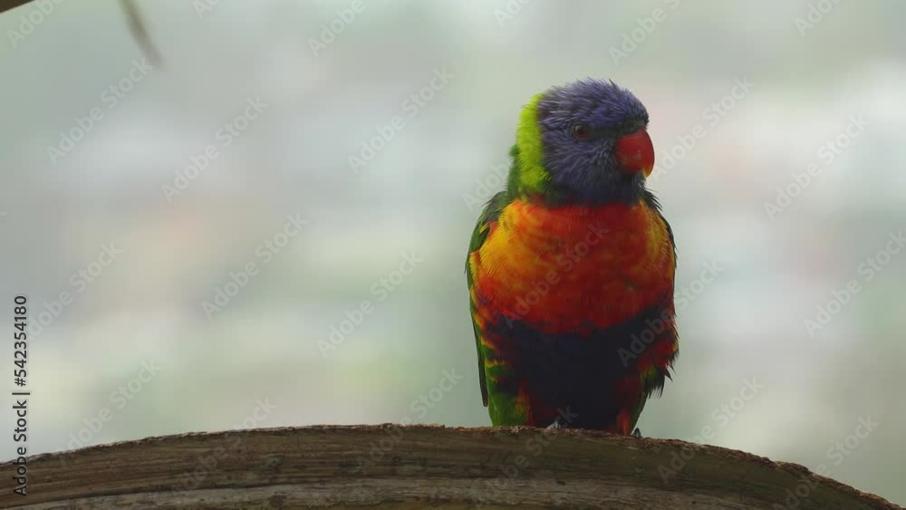 Native Australian Lorikeets in tree Native Australian Lorikeets in tree