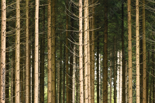 Fototapeta Naklejka Na Ścianę i Meble -  Frontal shot of forest