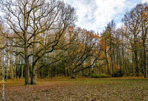Autumn landscapes in the Sergeevka park in the Leningrad region.