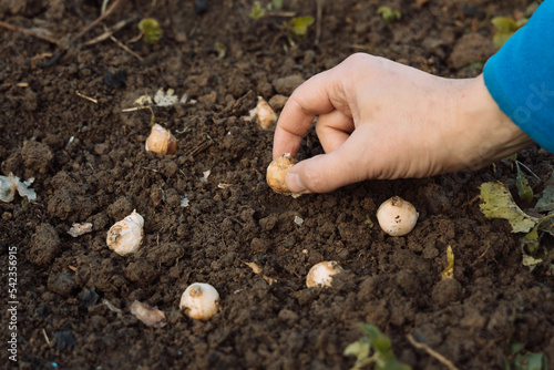 a hand holds a muscari bulb before planting in the ground