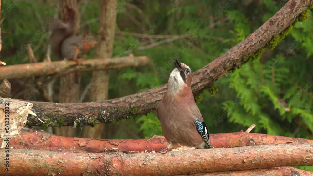 eurasian jay red squirrel animals feed 4K natural world norway