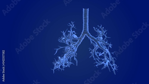 Human respiratory system medical background