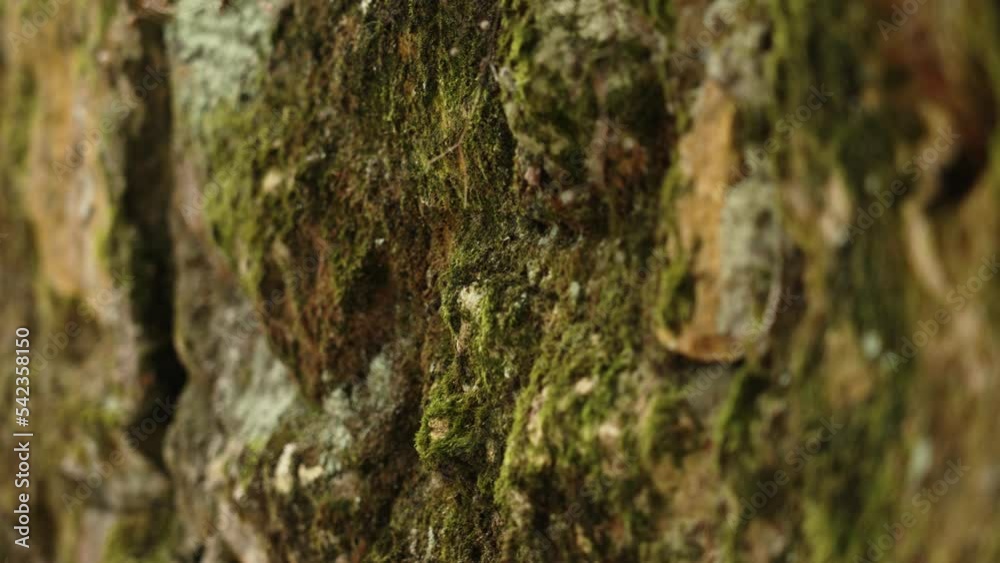 Moss and lichen on the stone surface of a wild rock close up Moss and lichen on the stone surface of a wild rock close up