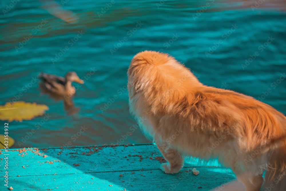 Golden dog on a walk at nature, pekingese  with a ducks at countryside
