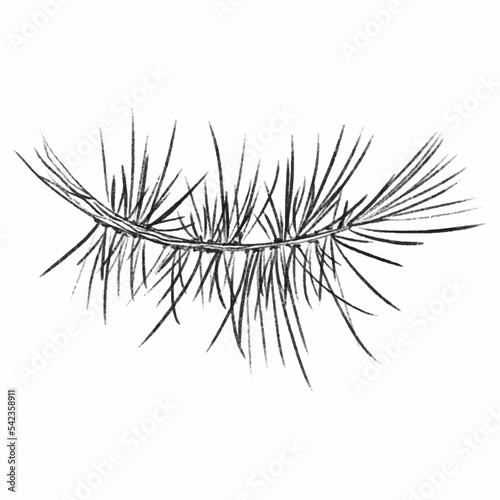 Christmas tree isolated on white background. Branches, spruce and pine branches, evergreen. Black winter symbol isolated on white background. Vector illustration for Christmas cards, New Year posters.