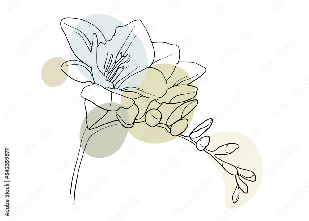 Freesia flower with circle shapes on white background. Floral line ...