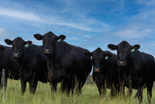 Angus cows in a line looking at camera