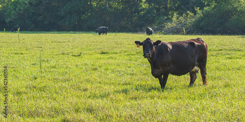 Angus crossbred beef cow in afternoon sun photo