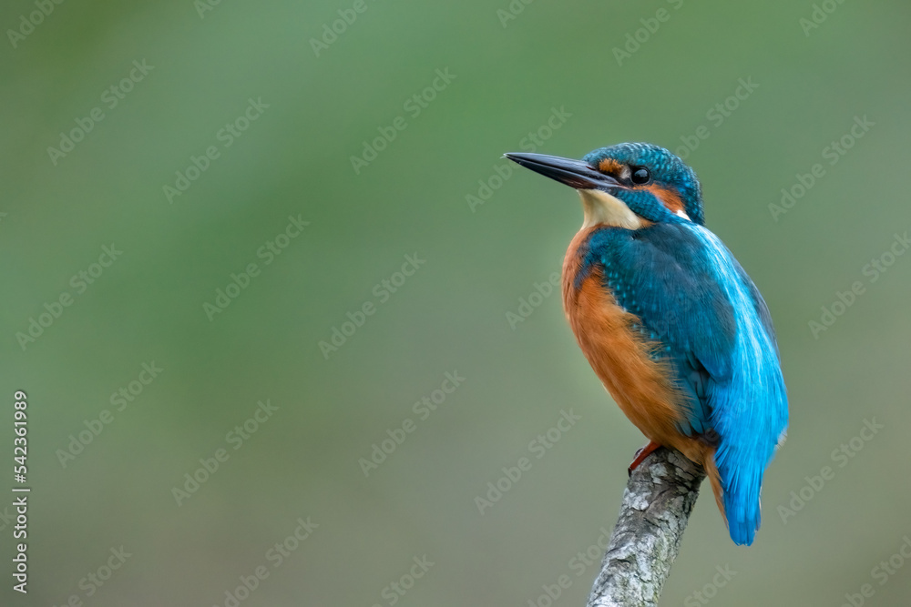 Fototapeta premium Eisvogel