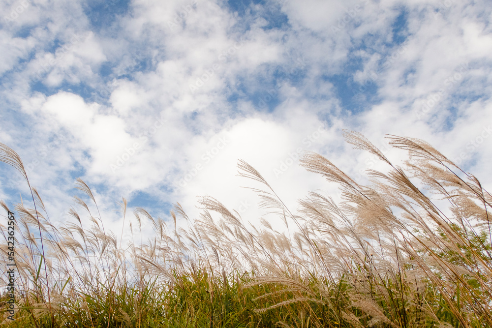 Obraz premium 季節の移ろいを感じる秋の空とススキ