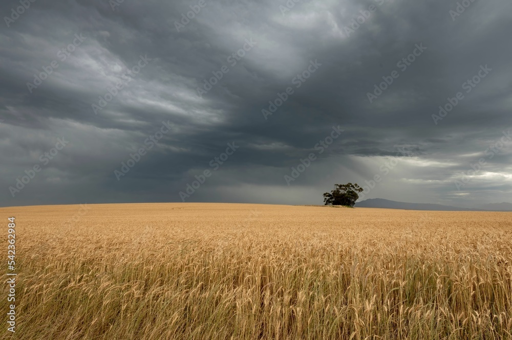 Gray cloudy sky over the golden wheat field