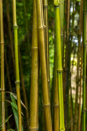 green bamboo background