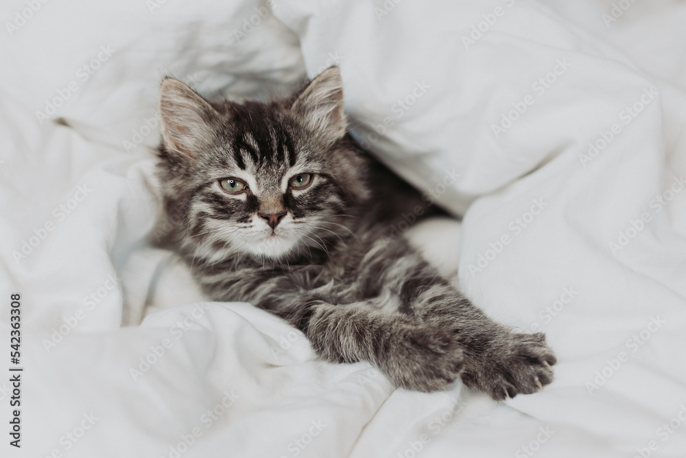 a cute gray kitten is lying next to a bed with white cotton bedding. Pets at home