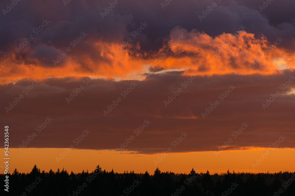 Beautiful colored magenta and orange dramatic clouds on sky at sunset above forest silhouette on horizon. Background with copy space