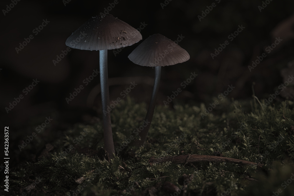 two filigree small mushrooms on moss with light spot in forest. Forest floor two filigree small mushrooms on moss with light spot in forest. Forest floor