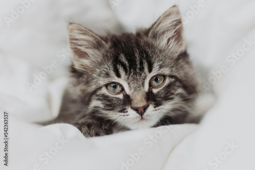 a cute gray kitten is lying next to a bed with white cotton bedding. Pets at home