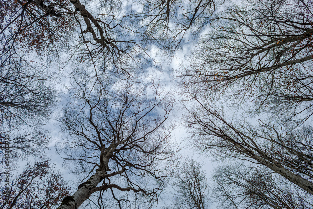 Silhouette of tree branches in winter on blue sky with clouds Silhouette of tree branches in winter on blue sky with clouds