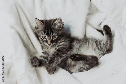 a cute gray kitten is lying next to a bed with white cotton bedding. Pets at home