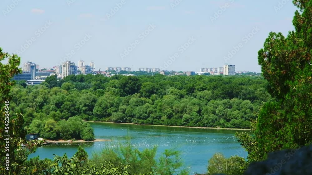 Spectacular green view of seagulls flying and resting at the intersection of Danube and Sava river Spectacular green view of seagulls flying and resting at the intersection of Danube and Sava river