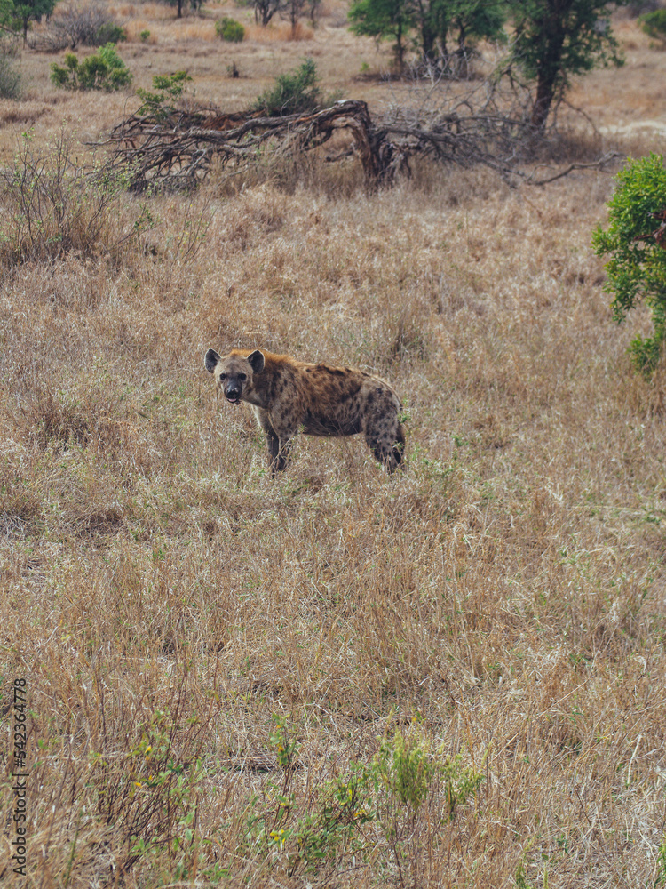 Hyena in Kruger Africa Hyena in Kruger Africa