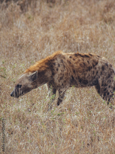 Hyena in Kruger