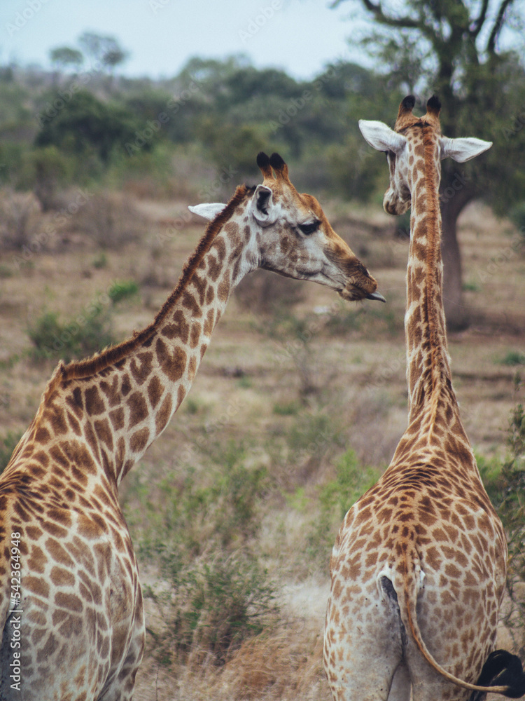 Obraz premium giraffes in the savannah