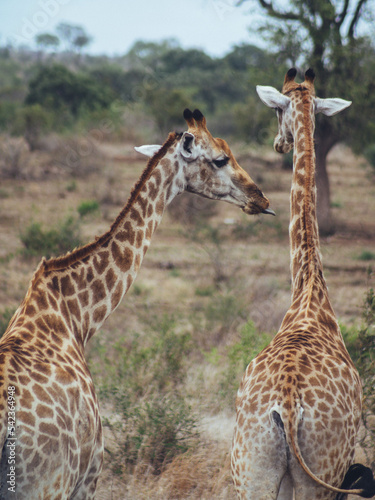 giraffes in the savannah