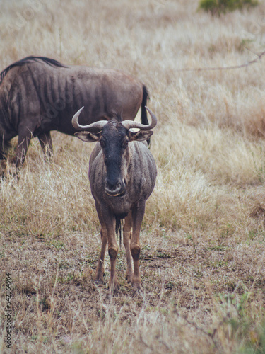 Fototapeta Naklejka Na Ścianę i Meble -  wildebeest in long grass kruger