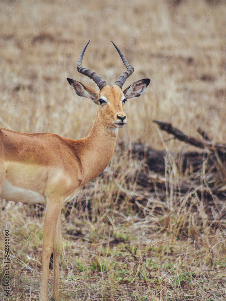 impala antelope in kruger national park