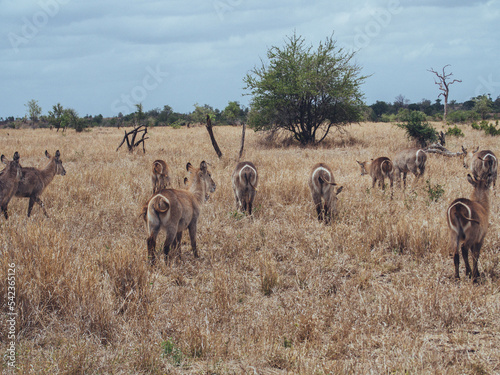 Photography herd of water buck