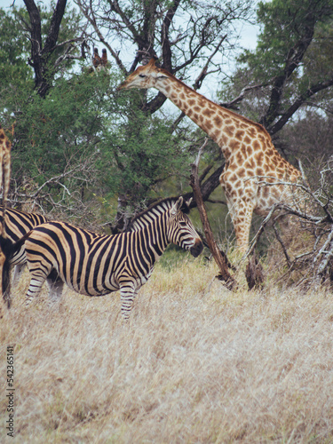 zebra and giraffe in kruger