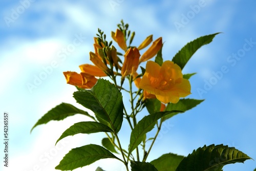 thong urai yellow flower There is a background of the sky blooming during the late rainy season in Thailand photo