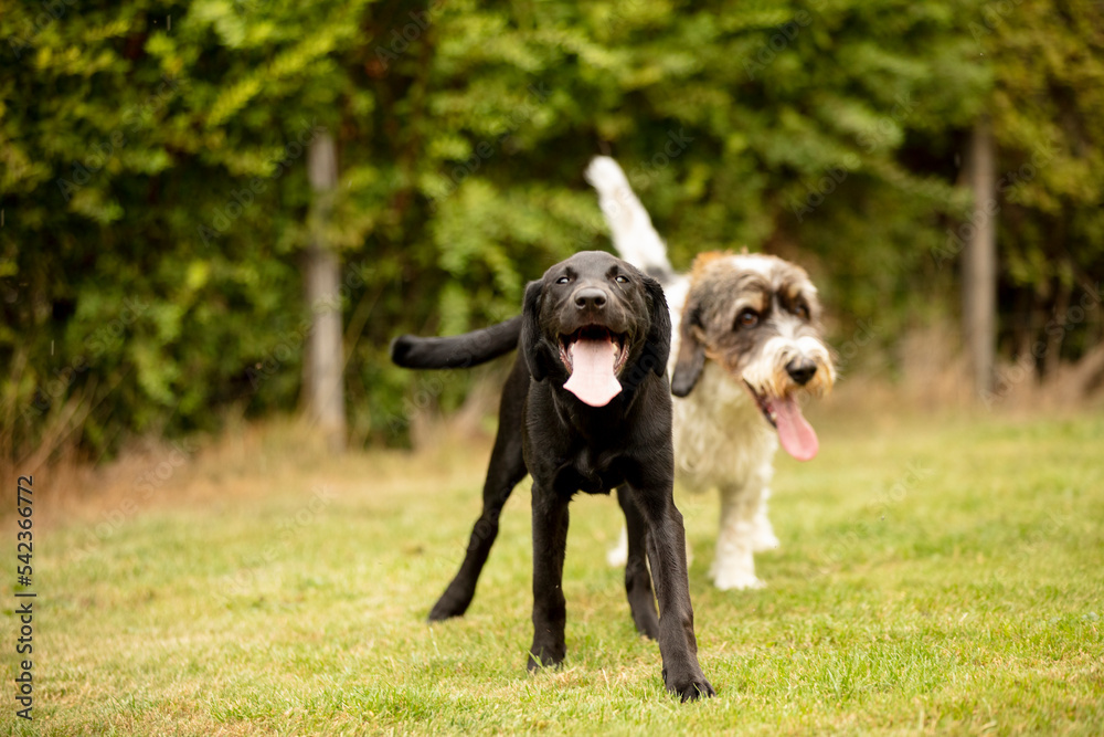 Dogs playing in the garden 