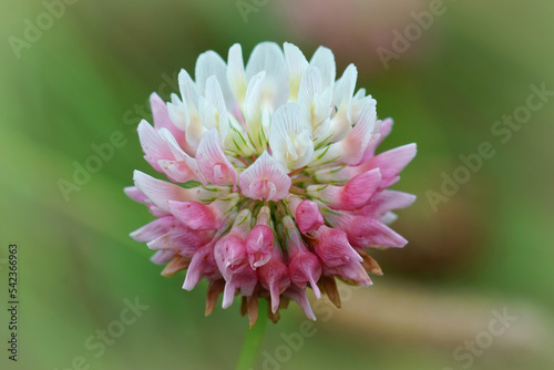 Closeup on a colorful pink and white flowerhead of the alsike clover, Trifolium hybridum photo