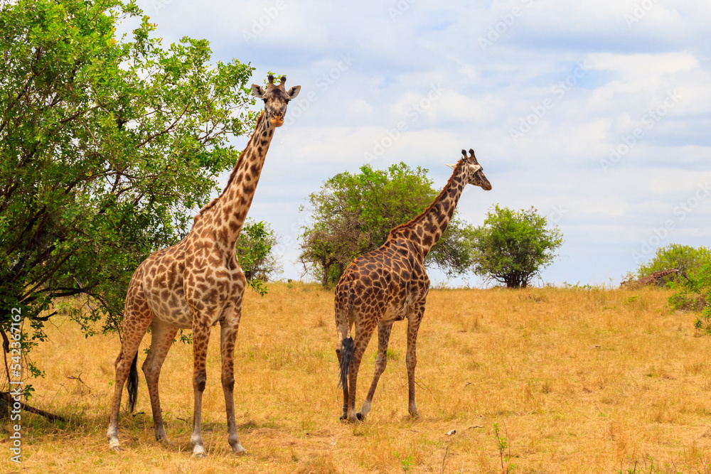 Pair of giraffes in savanna in Serengeti national park in Tanzania. Wild nature of Tanzania, East Africa Pair of giraffes in savanna in Serengeti national park in Tanzania. Wild nature of Tanzania, East Africa