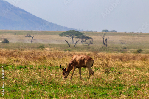 Coke's hartebeest (Alcelaphus buselaphus cokii) or kongoni in Serengeti national park in Tanzania, Africa