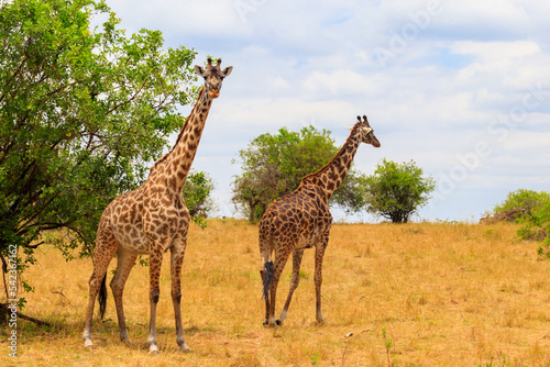 Pair of giraffes in savanna in Serengeti national park in Tanzania. Wild nature of Tanzania  East Africa