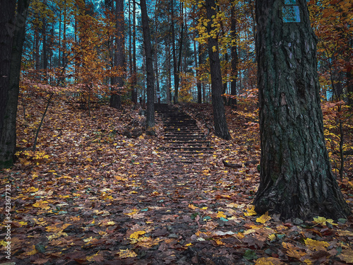 Forest stairs